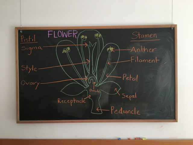 College lesson on parts of the flower